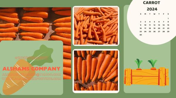 fresh_carrot