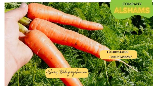 fresh_carrot
