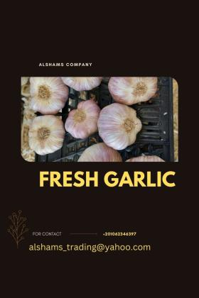 fresh_garlic