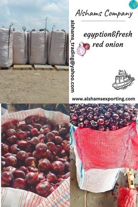 fresh_onion