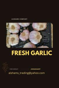 fresh_garlic