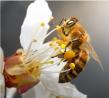 Bee Feeder